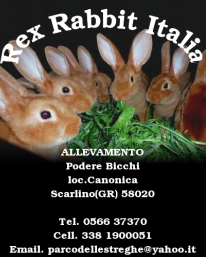 Rex Rabbit Italia
